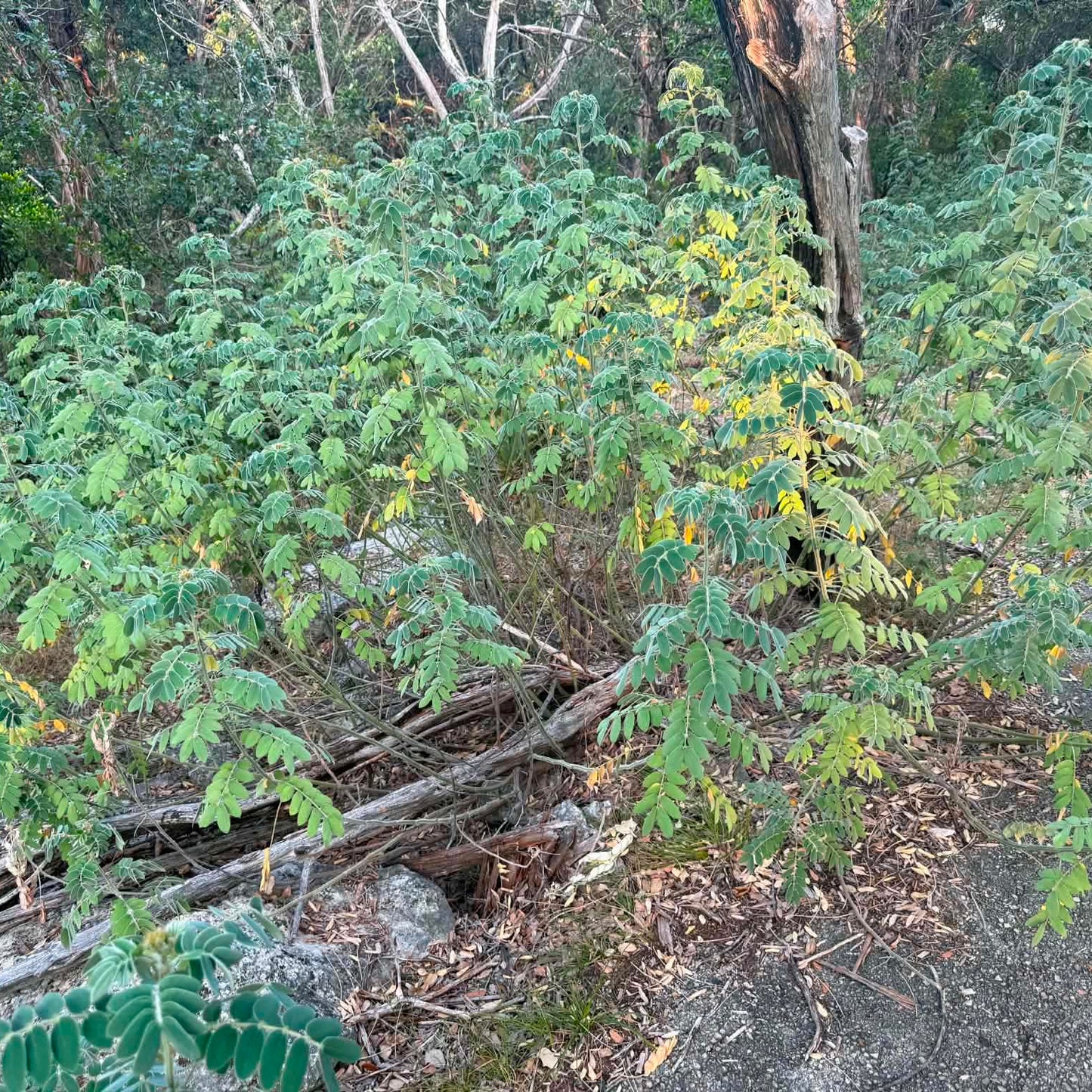 Velvet-leafed (Lindheimer’s) Senna