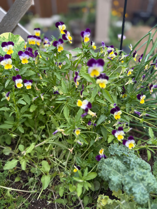 Violas - Johnny Jump-ups