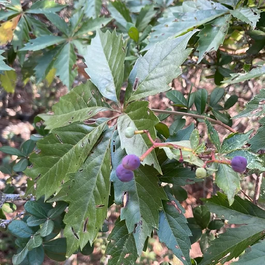 Virginia Creeper