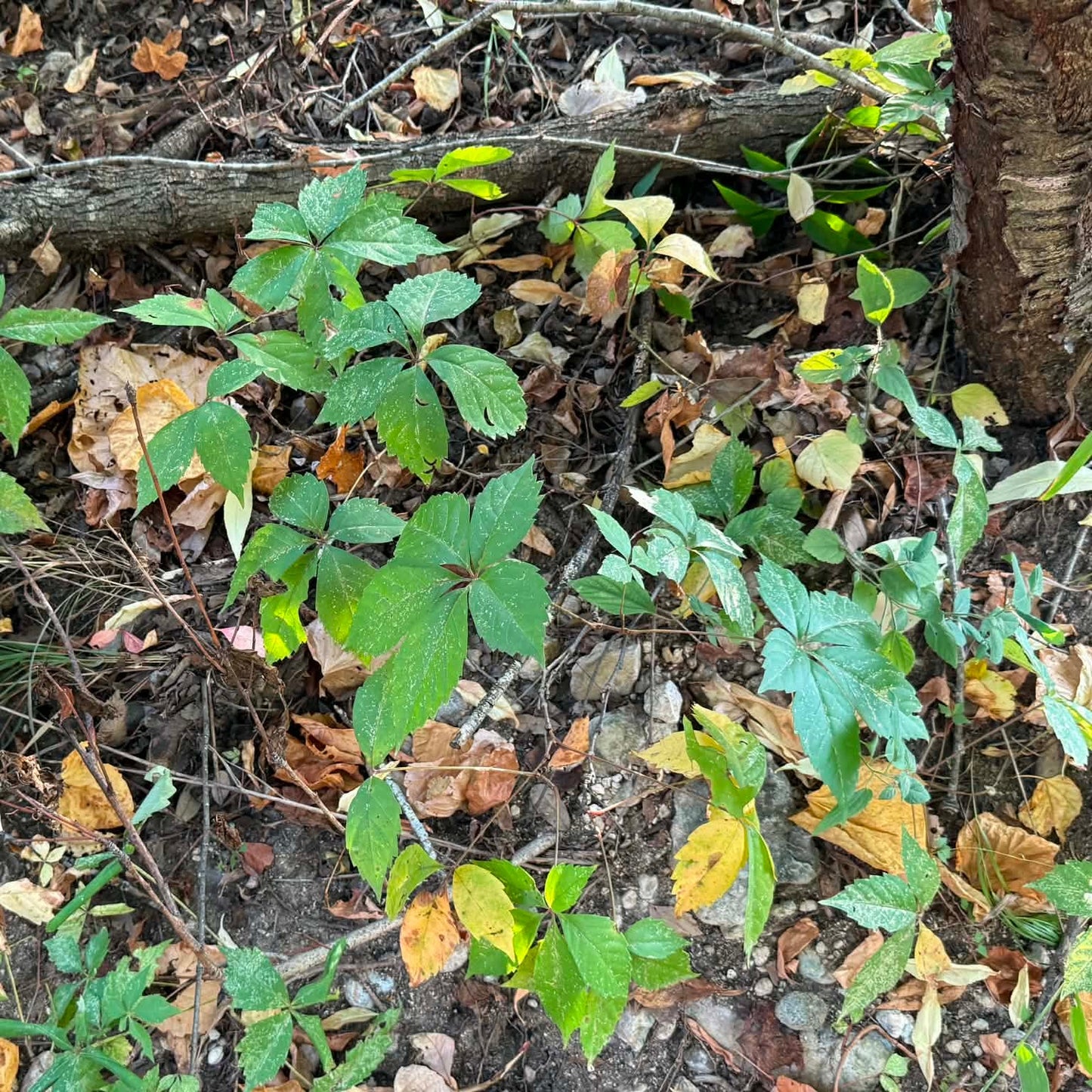 Virginia Creeper
