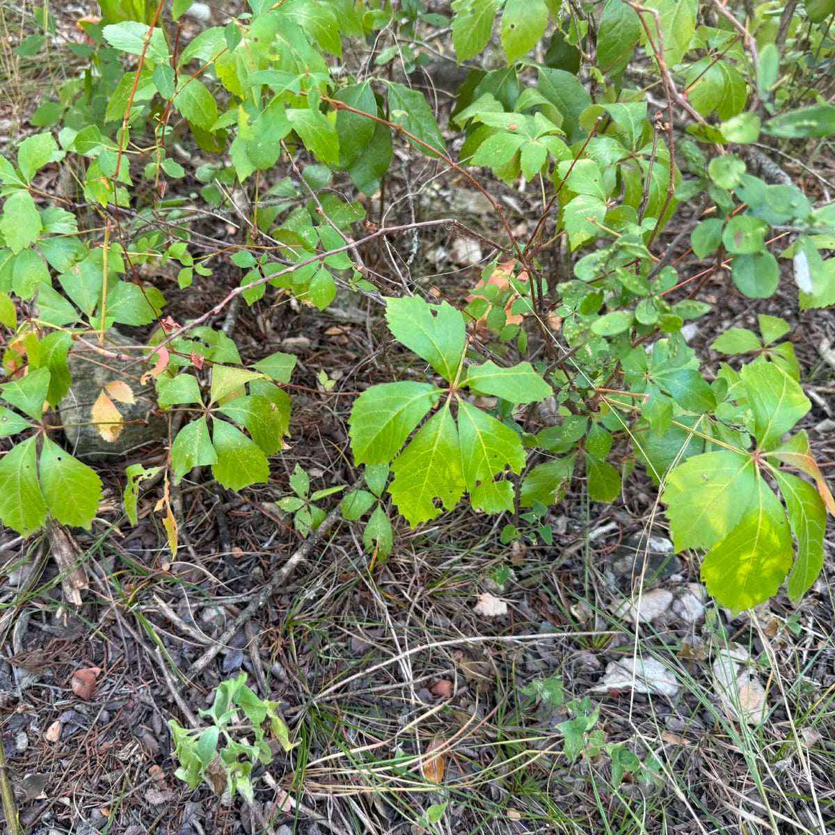 Virginia Creeper