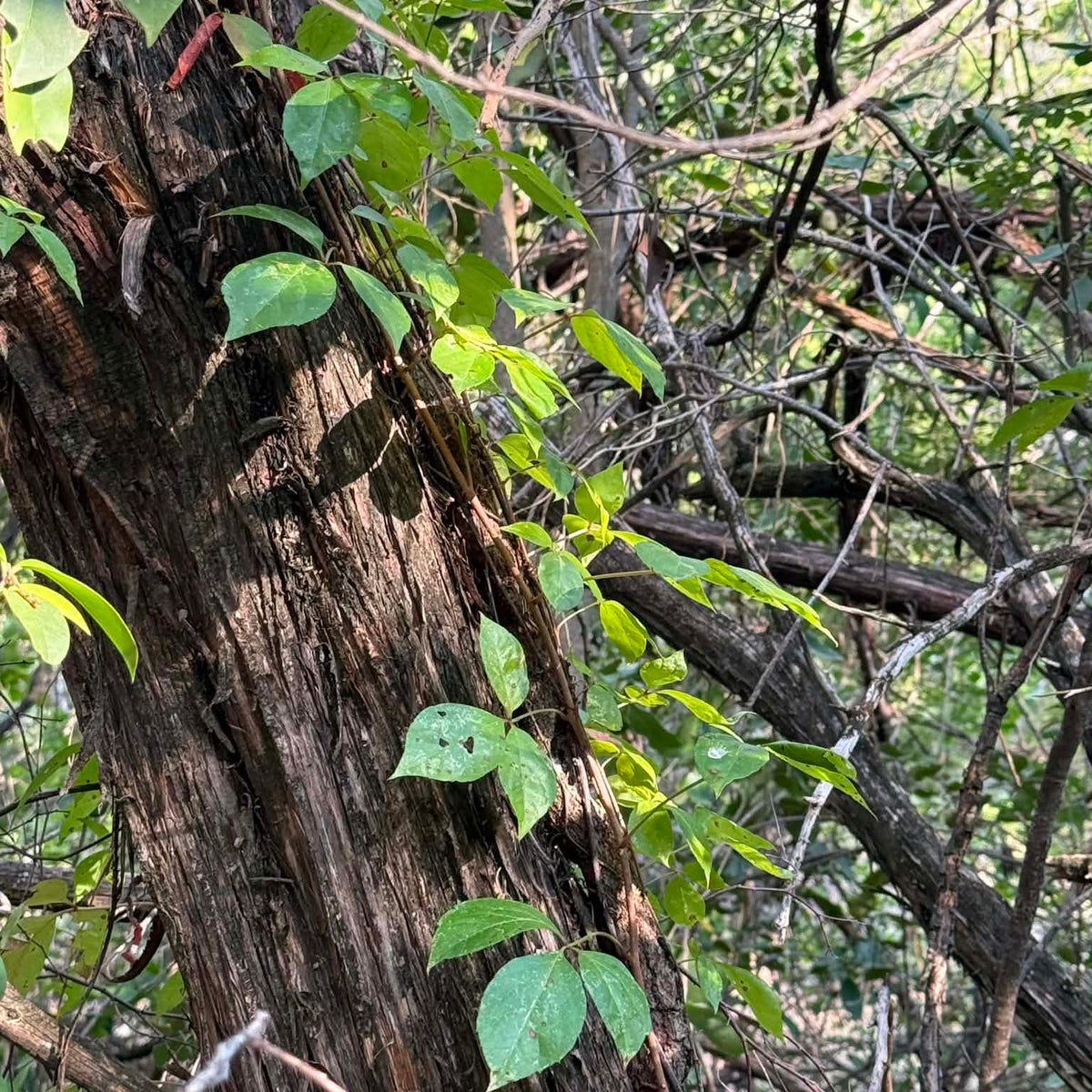 Virginia Creeper