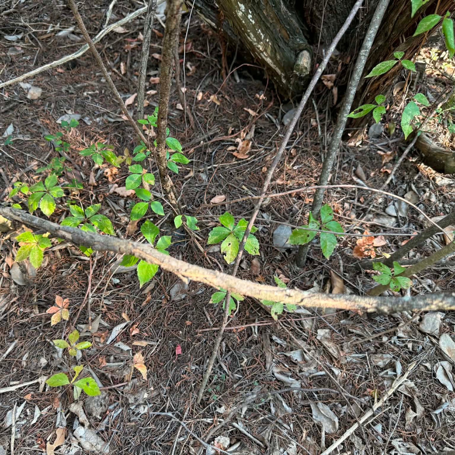 Virginia Creeper