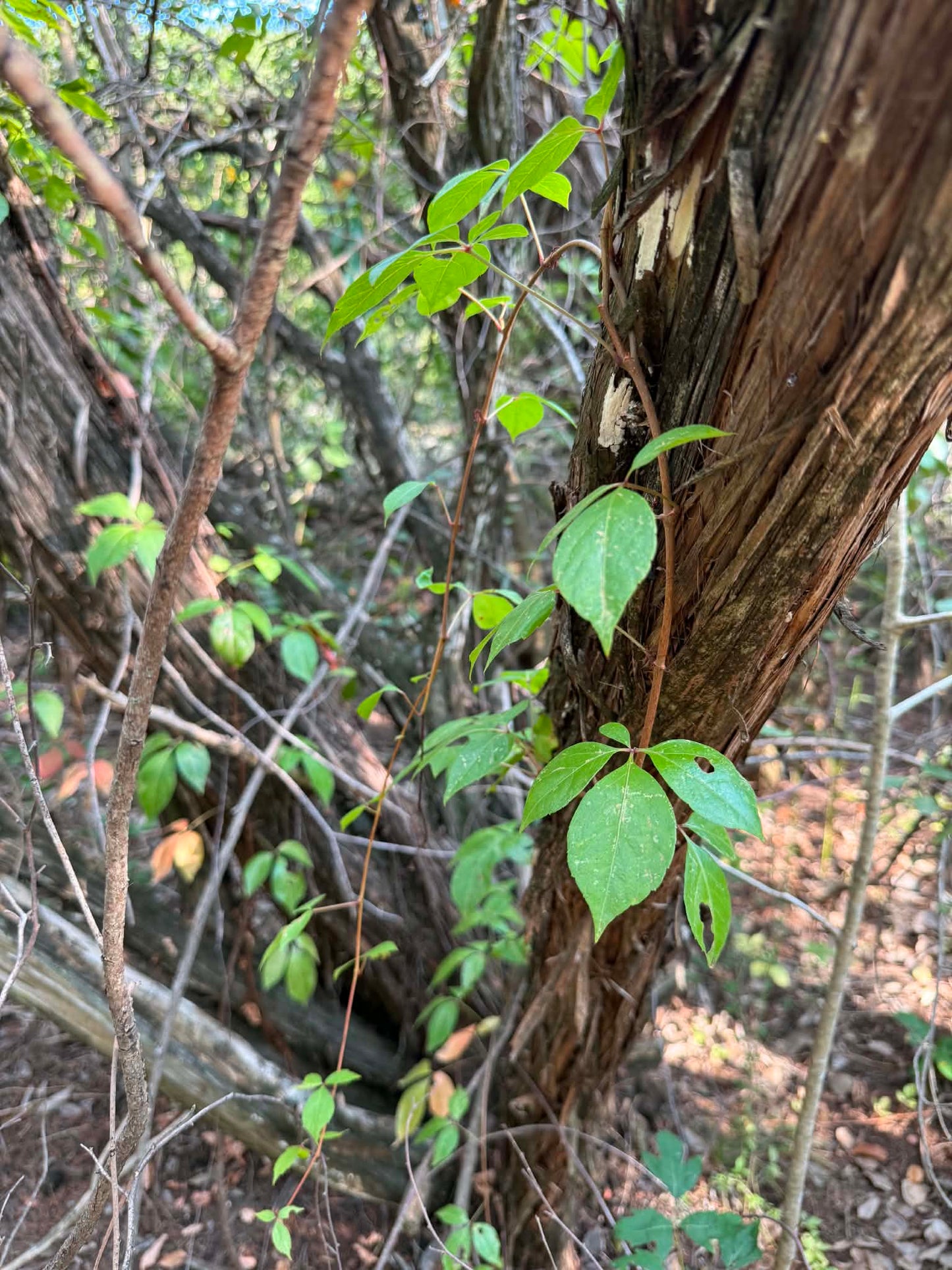 Virginia Creeper