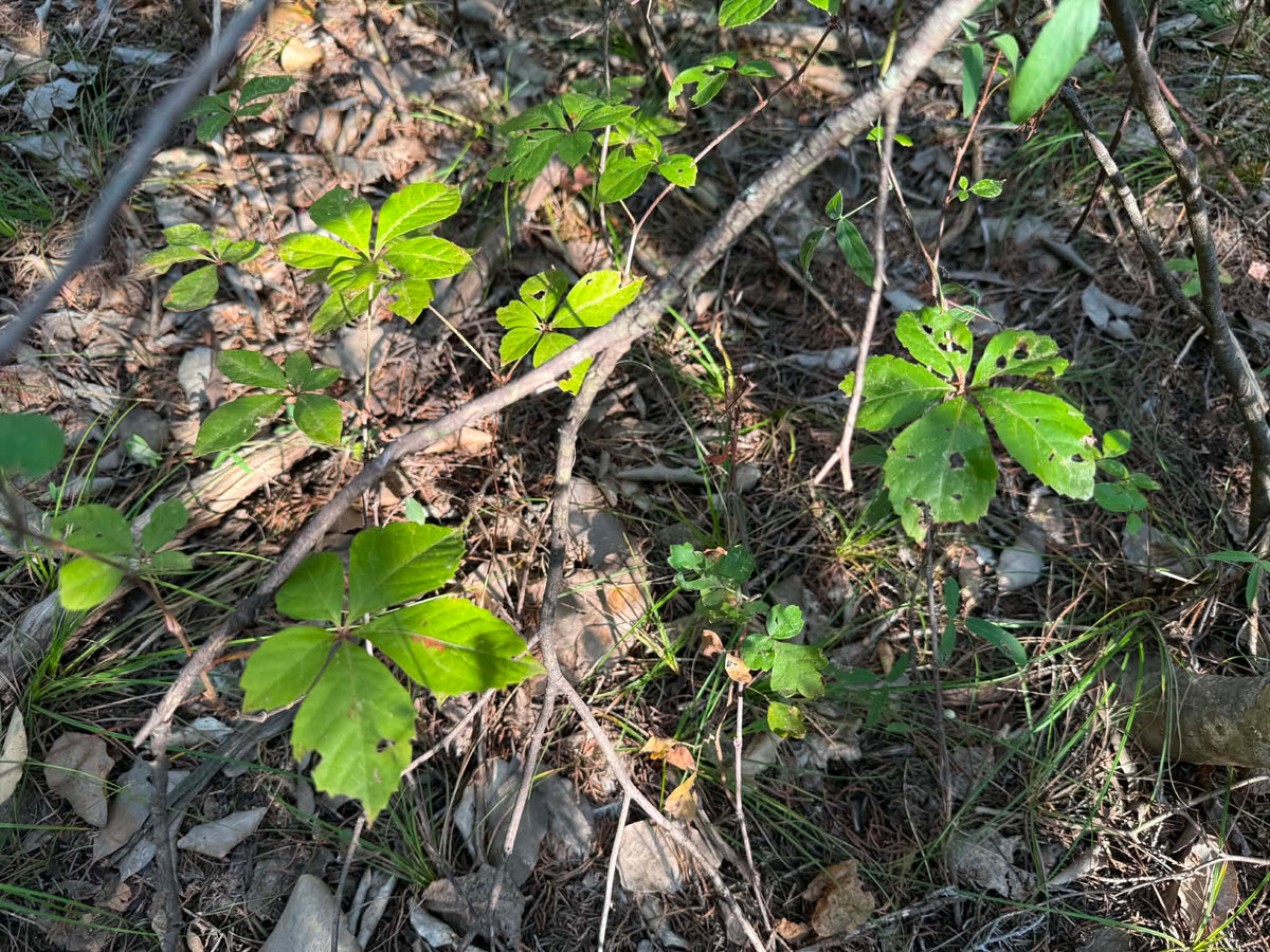 Virginia Creeper
