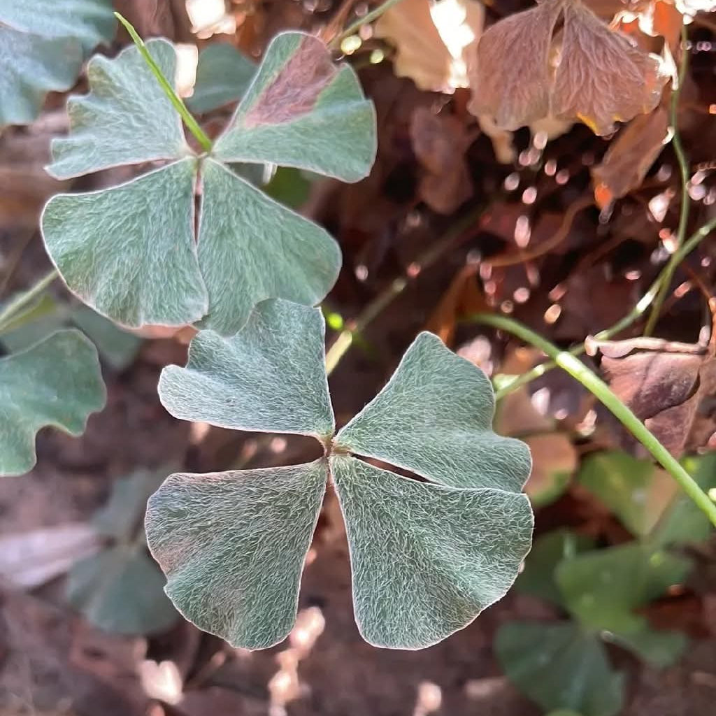 Fern Clover