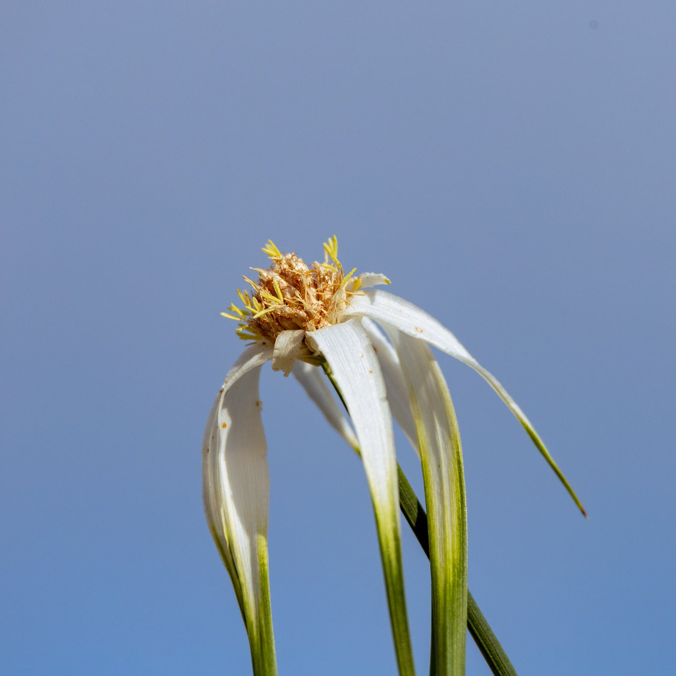 White Topped Sedge