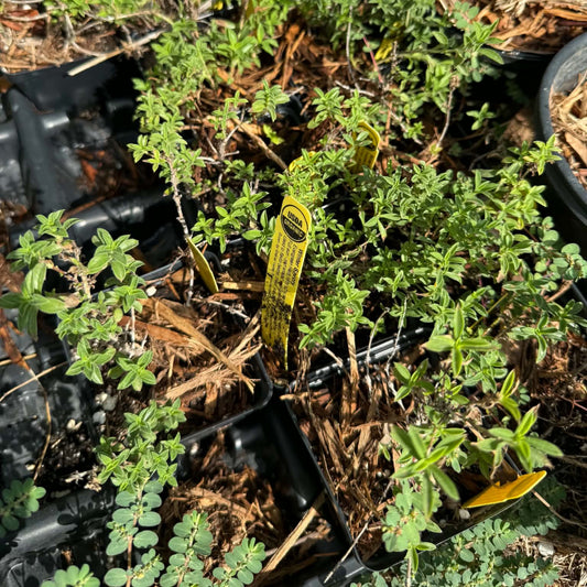 Winter Savory