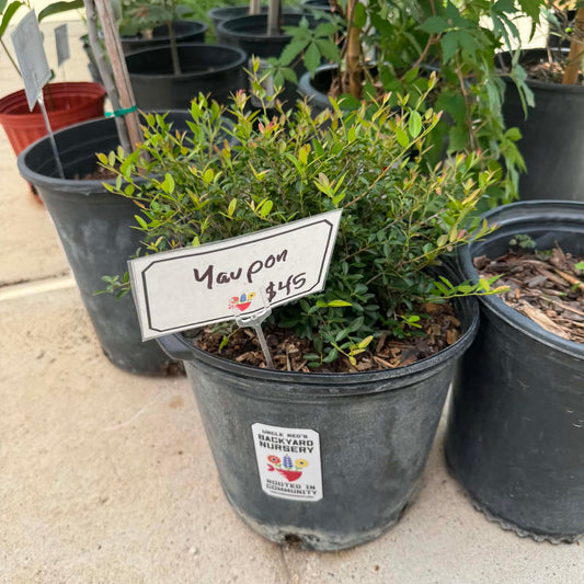 Yaupon Holly, Pride of Houston