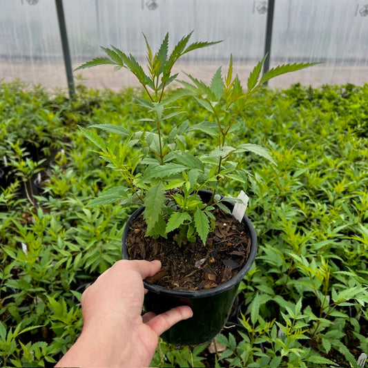 Esperanza, Native