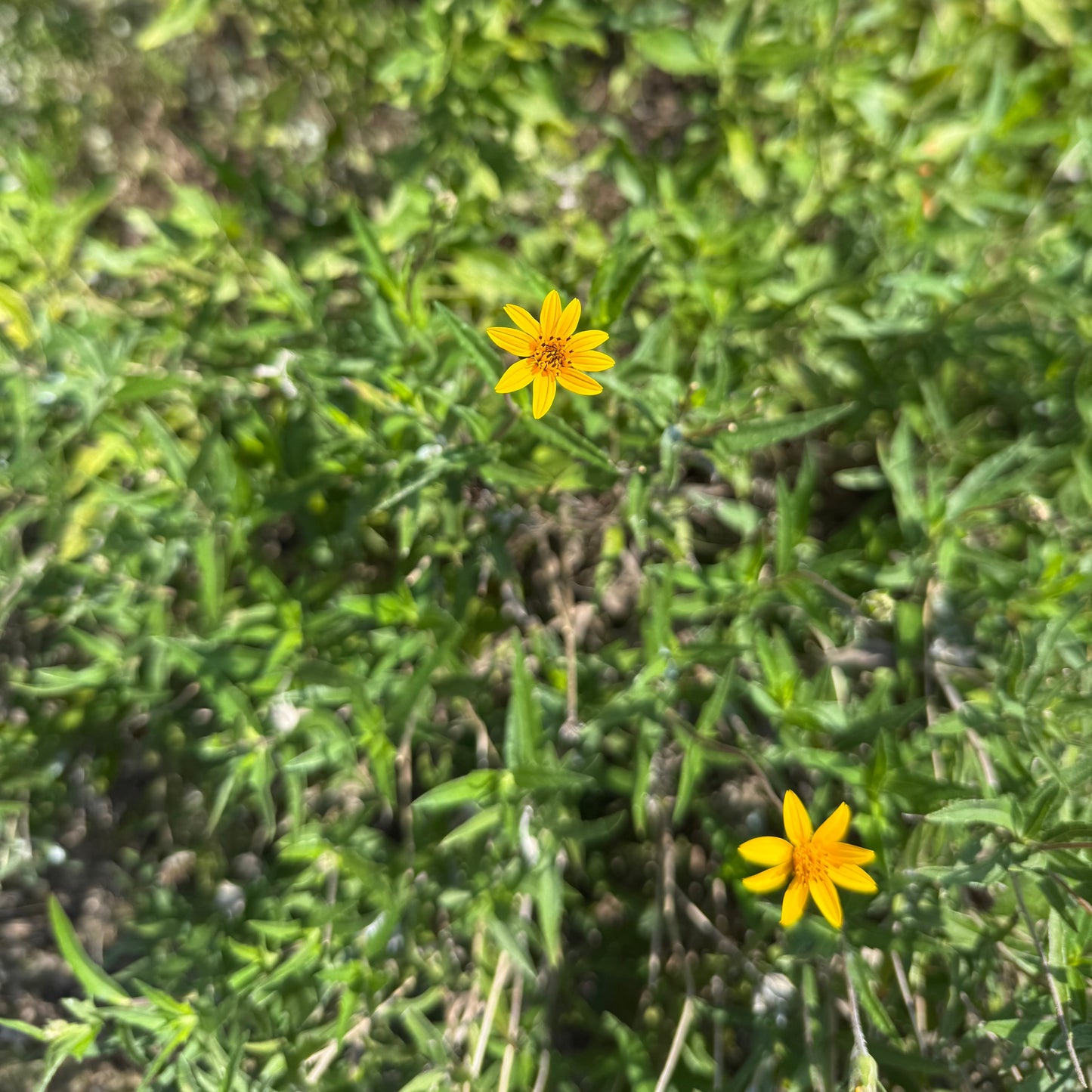 Zexmenia, Orange