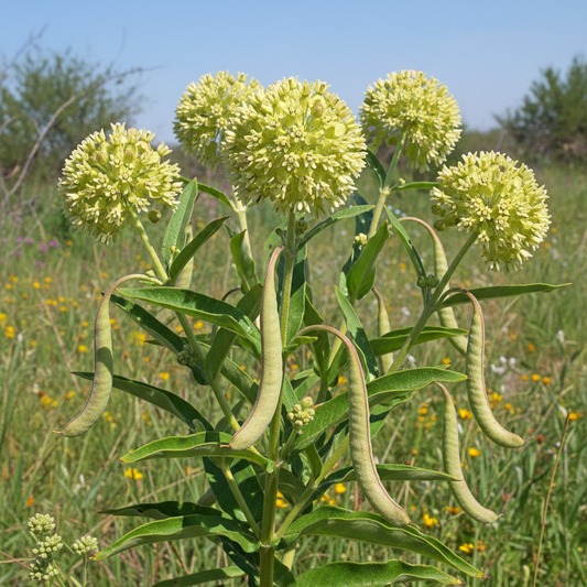 Antelope Horn Milkweed