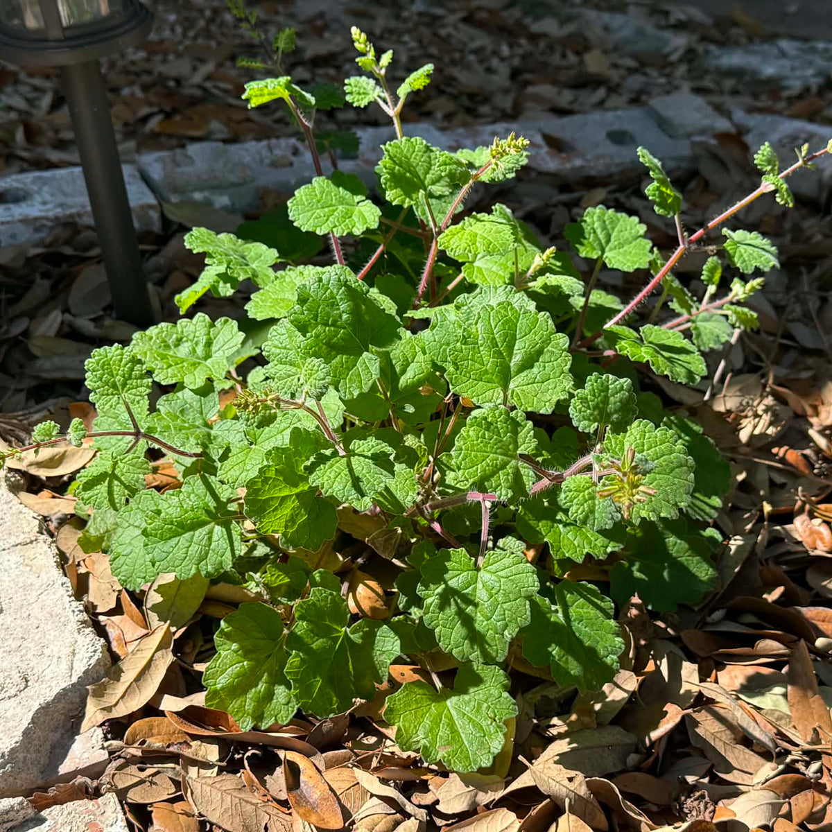 Cedar Sage