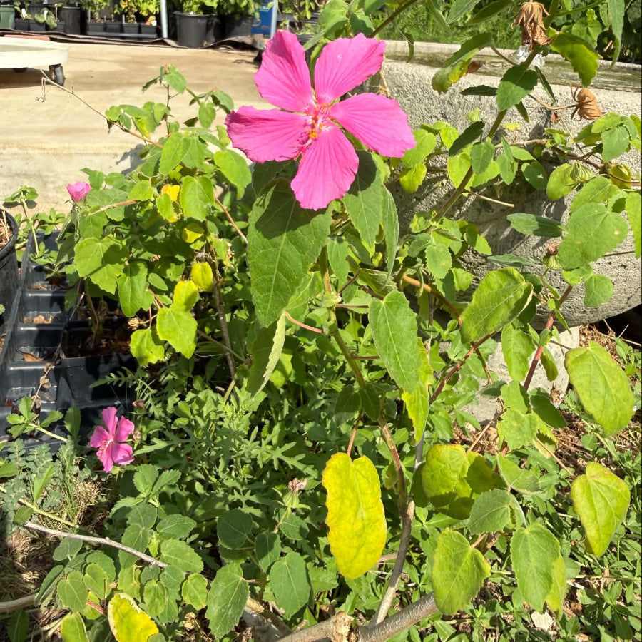 Rock Rose plant pink flower
