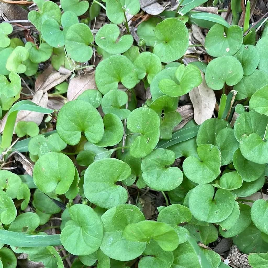 Carolina Ponyfoot