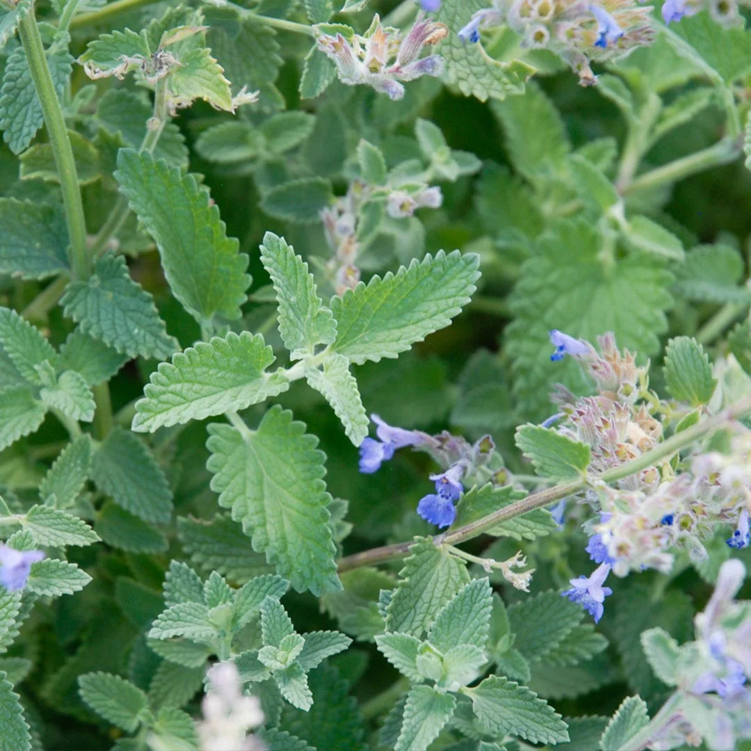 Walker's Low Catmint