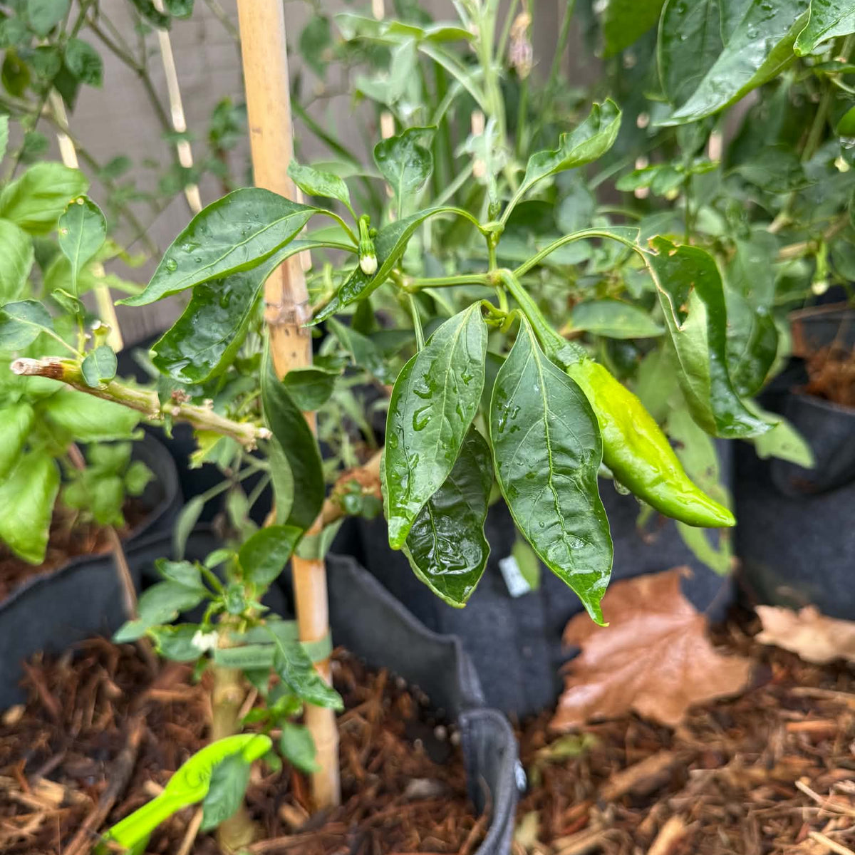 Pepper - Long Red Cayenne