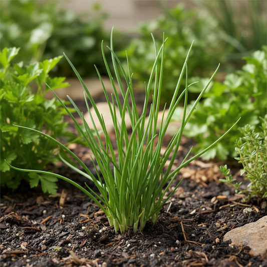 Chives