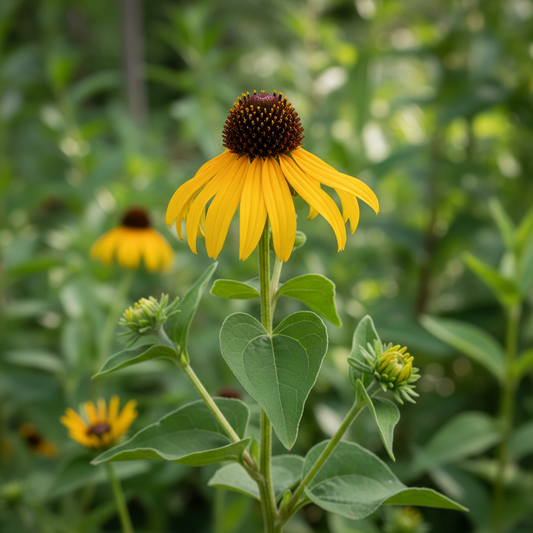 Clasping Coneflower