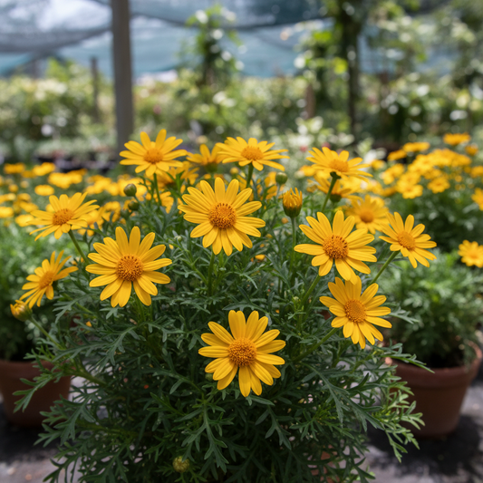 Copper Canyon Daisy