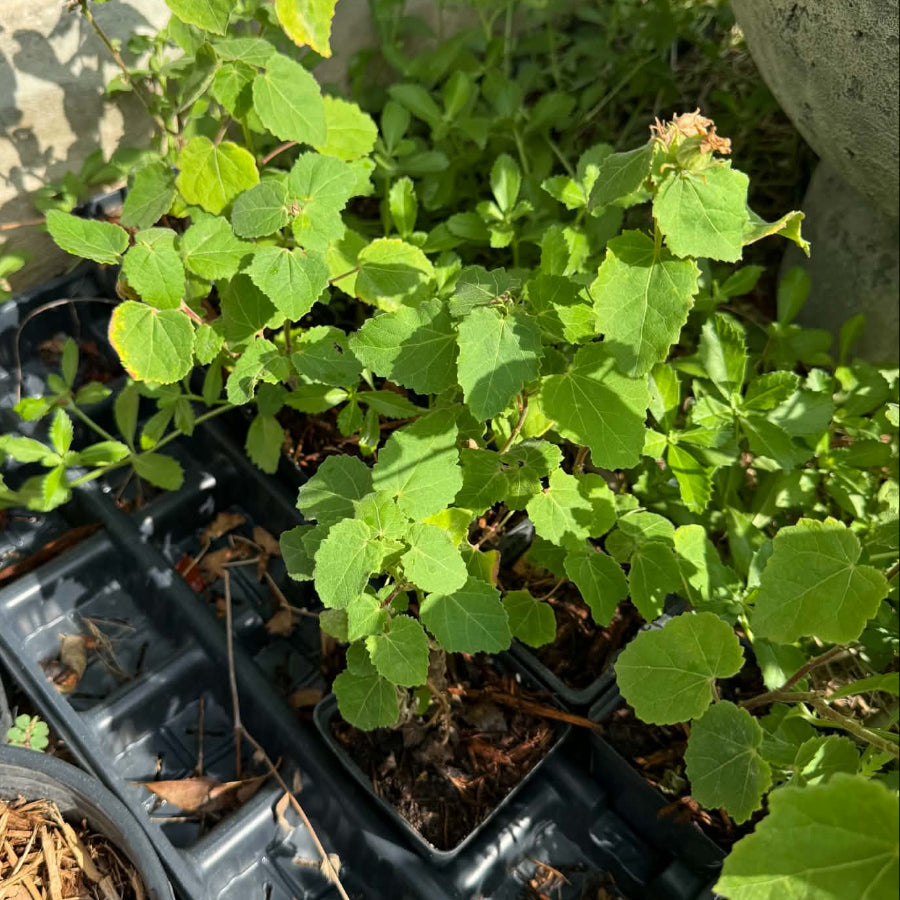 Rock Rose plants in 4 inch nursery pots