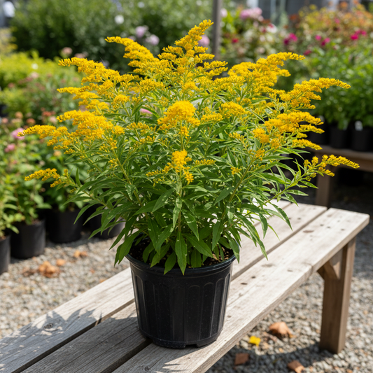 Goldenrod