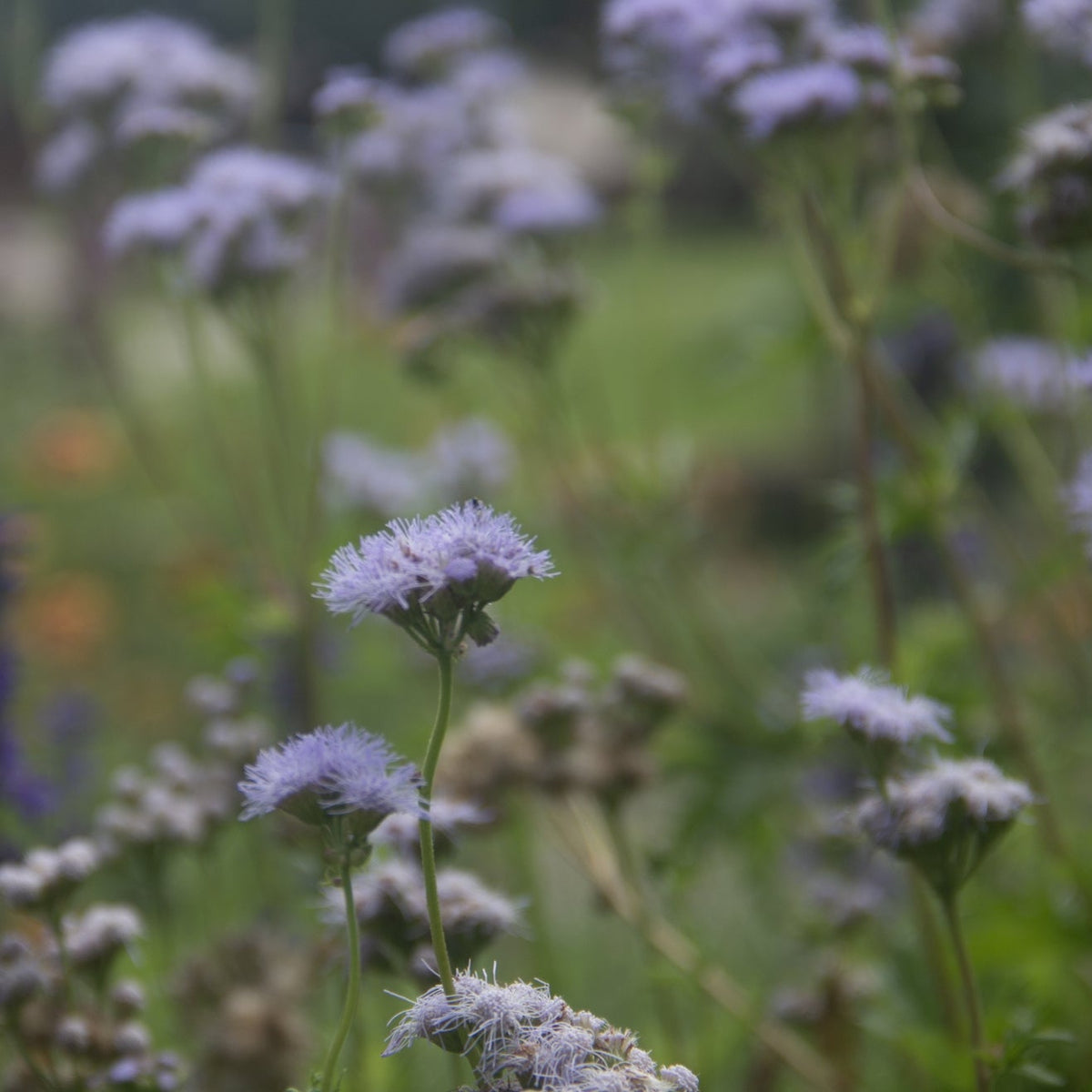 Gregg`s Mistflower