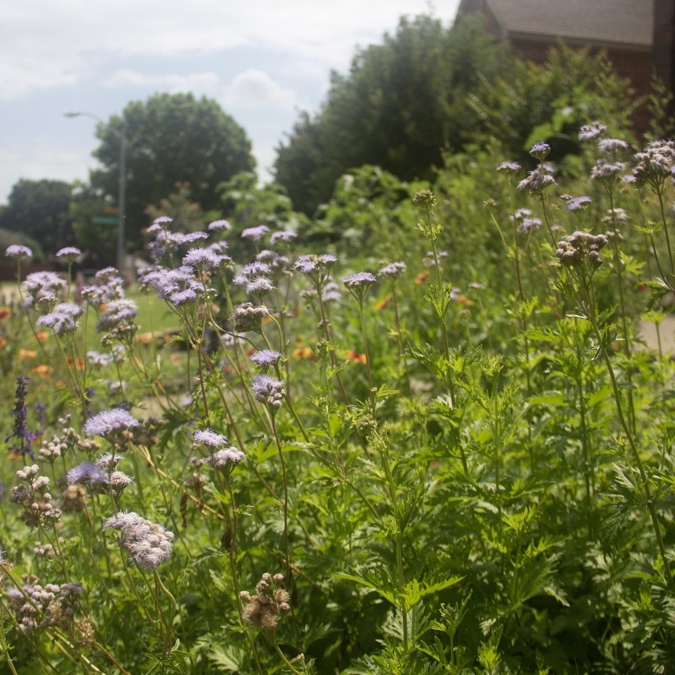 Gregg's Mistflower