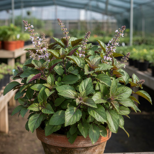 Basil, Holy (Kappor Tulsi)