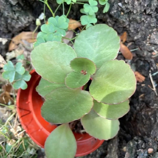 Kalanchoe