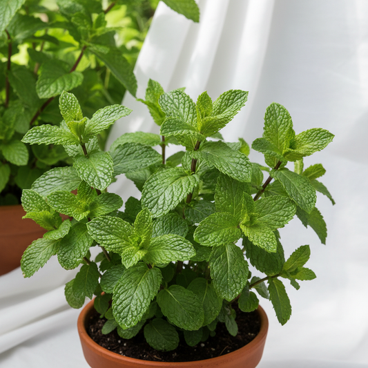 Spearmint, Kentucky Colonel