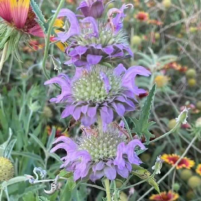 Lemon Beebalm
