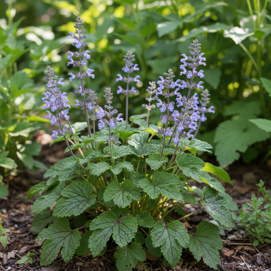 Lyreleaf Sage