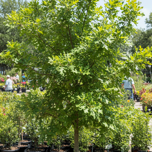 Monterrey Oak