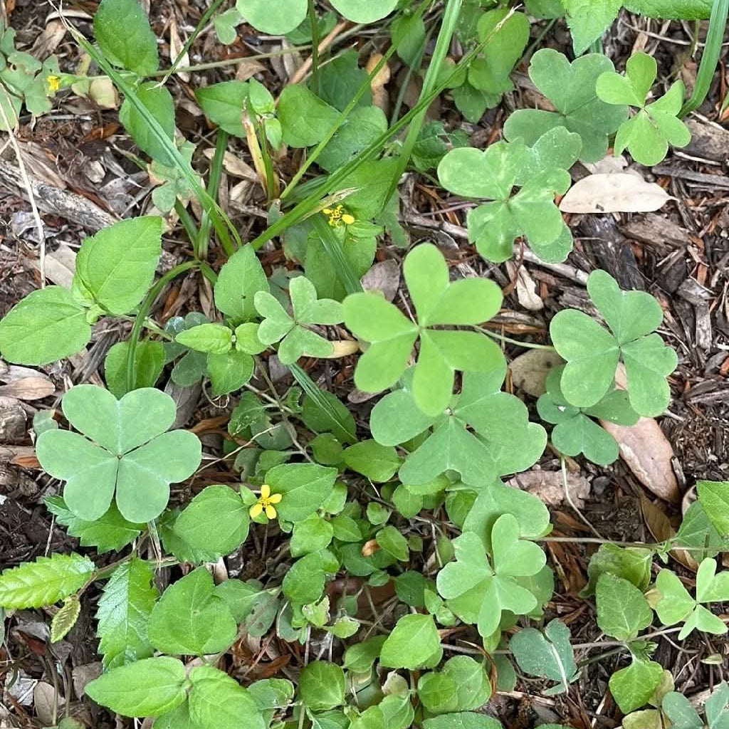 oxalis