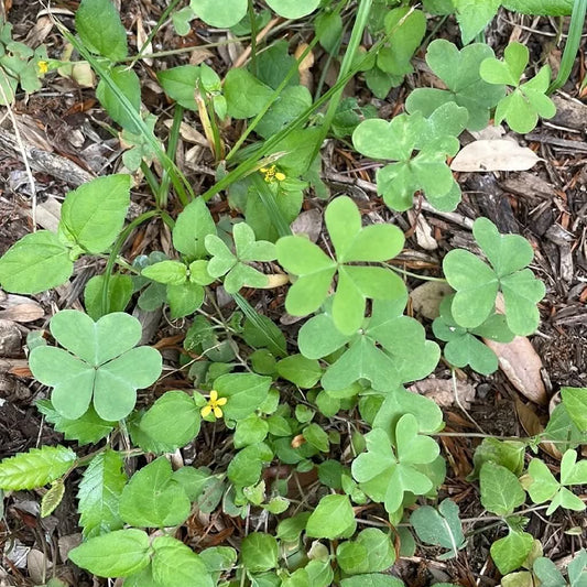oxalis