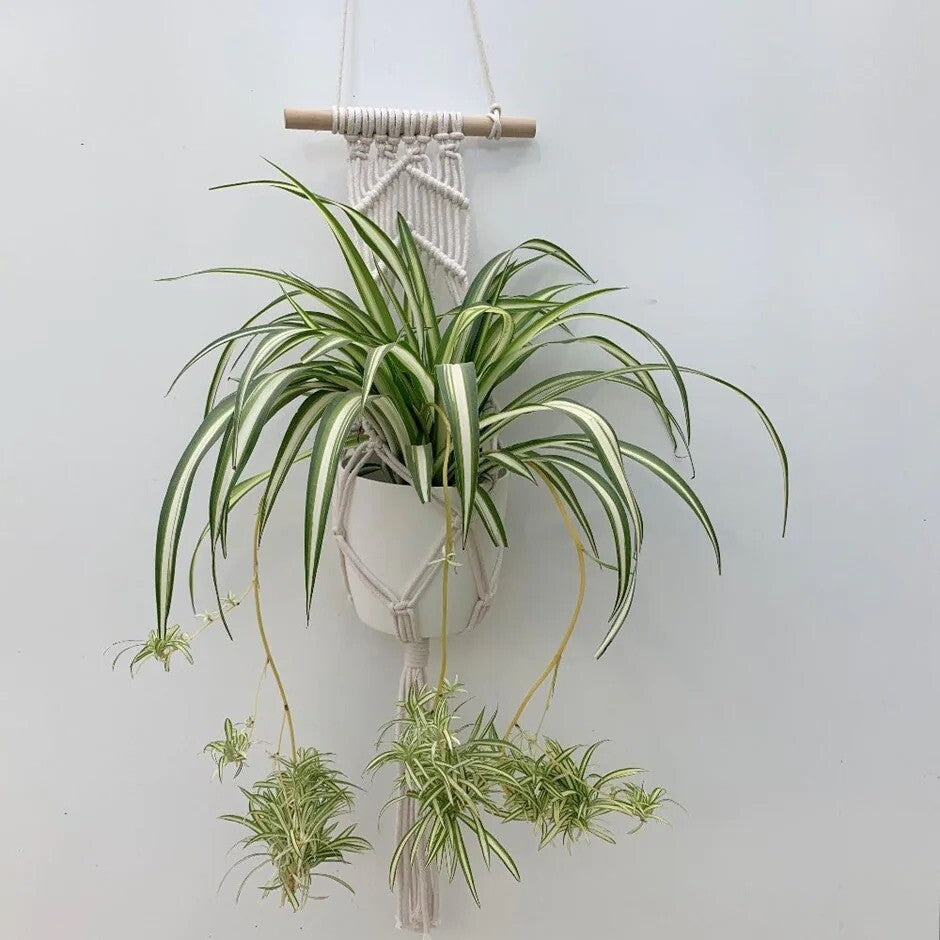 Airplane Plant