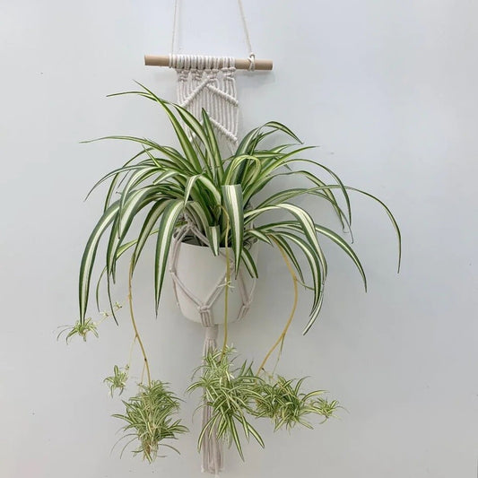 Airplane Plant