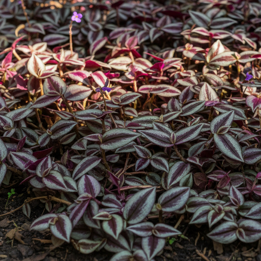 Inch Plant