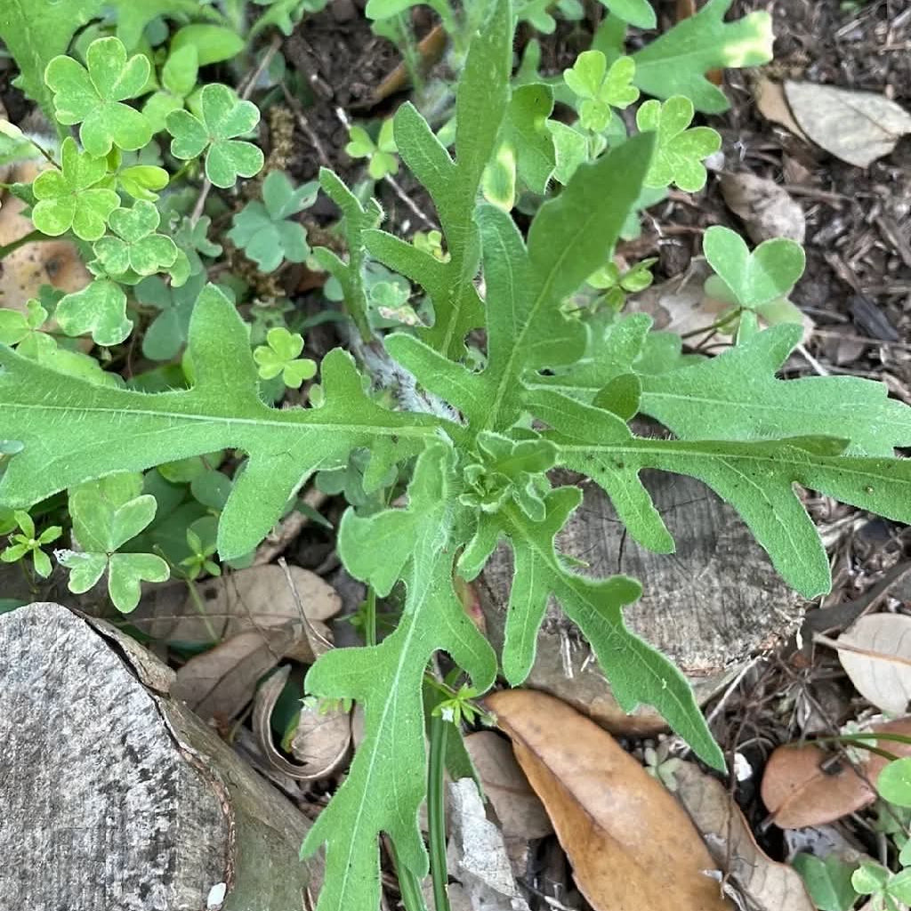 Indian Blanket