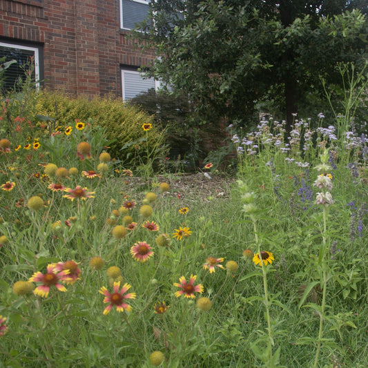Texas Wildflower Mix Seeds