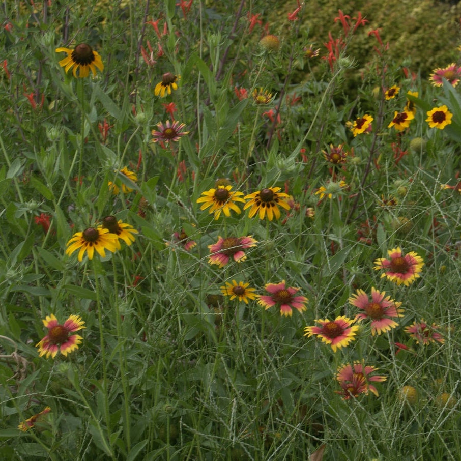 wildflowers